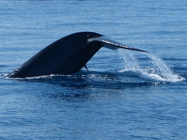 Whales and Dolphin spotting in Mirissa