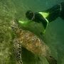 Green Turtle Snorkeling Center